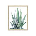 Picture of Zebra Succulent  _GroupedProduct_Rectangle_Portrait_Framed_Matted_