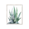 Picture of Zebra Succulent  _GroupedProduct_Rectangle_Portrait_Framed_Matted_
