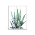 Picture of Zebra Succulent  _GroupedProduct_Rectangle_Portrait_Framed_Matted_