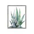 Picture of Zebra Succulent  _GroupedProduct_Rectangle_Portrait_Framed_Matted_