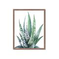 Picture of Zebra Succulent  _GroupedProduct_Rectangle_Portrait_Framed_Matted_