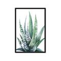 Picture of Zebra Succulent  _GroupedProduct_Rectangle_Portrait_Framed_Matted_