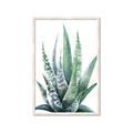 Picture of Zebra Succulent  _GroupedProduct_Rectangle_Portrait_Framed_Matted_