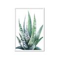 Picture of Zebra Succulent  _GroupedProduct_Rectangle_Portrait_Framed_Matted_