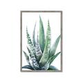 Picture of Zebra Succulent  _GroupedProduct_Rectangle_Portrait_Framed_Matted_
