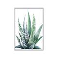 Picture of Zebra Succulent  _GroupedProduct_Rectangle_Portrait_Framed_Matted_