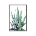 Picture of Zebra Succulent  _GroupedProduct_Rectangle_Portrait_Framed_Matted_