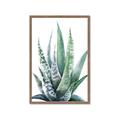 Picture of Zebra Succulent  _GroupedProduct_Rectangle_Portrait_Framed_Matted_
