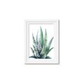 Picture of Zebra Succulent  _GroupedProduct_Rectangle_Portrait_Framed_Matted_