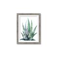 Picture of Zebra Succulent  _GroupedProduct_Rectangle_Portrait_Framed_Matted_