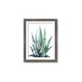 Picture of Zebra Succulent  _GroupedProduct_Rectangle_Portrait_Framed_Matted_