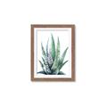Picture of Zebra Succulent  _GroupedProduct_Rectangle_Portrait_Framed_Matted_