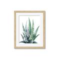 Picture of Zebra Succulent  _GroupedProduct_Rectangle_Portrait_Framed_Matted_