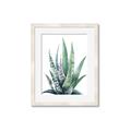Picture of Zebra Succulent  _GroupedProduct_Rectangle_Portrait_Framed_Matted_