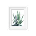 Picture of Zebra Succulent  _GroupedProduct_Rectangle_Portrait_Framed_Matted_