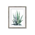 Picture of Zebra Succulent  _GroupedProduct_Rectangle_Portrait_Framed_Matted_