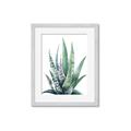 Picture of Zebra Succulent  _GroupedProduct_Rectangle_Portrait_Framed_Matted_