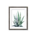Picture of Zebra Succulent  _GroupedProduct_Rectangle_Portrait_Framed_Matted_
