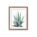 Picture of Zebra Succulent  _GroupedProduct_Rectangle_Portrait_Framed_Matted_