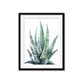 Picture of Zebra Succulent  _GroupedProduct_Rectangle_Portrait_Framed_Matted_