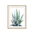 Picture of Zebra Succulent  _GroupedProduct_Rectangle_Portrait_Framed_Matted_