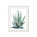 Picture of Zebra Succulent  _GroupedProduct_Rectangle_Portrait_Framed_Matted_