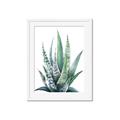 Picture of Zebra Succulent  _GroupedProduct_Rectangle_Portrait_Framed_Matted_