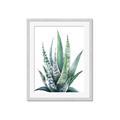 Picture of Zebra Succulent  _GroupedProduct_Rectangle_Portrait_Framed_Matted_