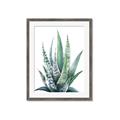 Picture of Zebra Succulent  _GroupedProduct_Rectangle_Portrait_Framed_Matted_