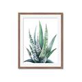 Picture of Zebra Succulent  _GroupedProduct_Rectangle_Portrait_Framed_Matted_
