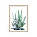 Picture of Zebra Succulent  _GroupedProduct_Rectangle_Portrait_Framed_Matted_
