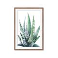Picture of Zebra Succulent  _GroupedProduct_Rectangle_Portrait_Framed_Matted_