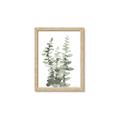 Picture of Eucalyptus Growing I _GroupedProduct_Rectangle_Portrait_Framed_Matted_