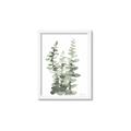 Picture of Eucalyptus Growing I _GroupedProduct_Rectangle_Portrait_Framed_Matted_