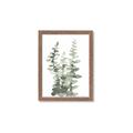 Picture of Eucalyptus Growing I _GroupedProduct_Rectangle_Portrait_Framed_Matted_