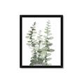 Picture of Eucalyptus Growing I _GroupedProduct_Rectangle_Portrait_Framed_Matted_