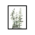 Picture of Eucalyptus Growing I _GroupedProduct_Rectangle_Portrait_Framed_Matted_