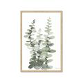 Picture of Eucalyptus Growing I _GroupedProduct_Rectangle_Portrait_Framed_Matted_