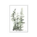 Picture of Eucalyptus Growing I _GroupedProduct_Rectangle_Portrait_Framed_Matted_