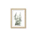 Picture of Eucalyptus Growing I _GroupedProduct_Rectangle_Portrait_Framed_Matted_