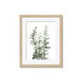 Picture of Eucalyptus Growing I _GroupedProduct_Rectangle_Portrait_Framed_Matted_