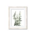 Picture of Eucalyptus Growing I _GroupedProduct_Rectangle_Portrait_Framed_Matted_