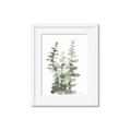 Picture of Eucalyptus Growing I _GroupedProduct_Rectangle_Portrait_Framed_Matted_