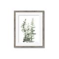 Picture of Eucalyptus Growing I _GroupedProduct_Rectangle_Portrait_Framed_Matted_