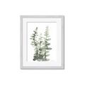 Picture of Eucalyptus Growing I _GroupedProduct_Rectangle_Portrait_Framed_Matted_