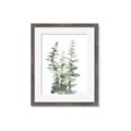 Picture of Eucalyptus Growing I _GroupedProduct_Rectangle_Portrait_Framed_Matted_