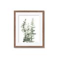 Picture of Eucalyptus Growing I _GroupedProduct_Rectangle_Portrait_Framed_Matted_