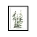 Picture of Eucalyptus Growing I _GroupedProduct_Rectangle_Portrait_Framed_Matted_