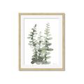 Picture of Eucalyptus Growing I _GroupedProduct_Rectangle_Portrait_Framed_Matted_
