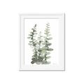 Picture of Eucalyptus Growing I _GroupedProduct_Rectangle_Portrait_Framed_Matted_